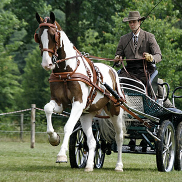 Arnés Luxmar IDEAL EQUESTRIAN
