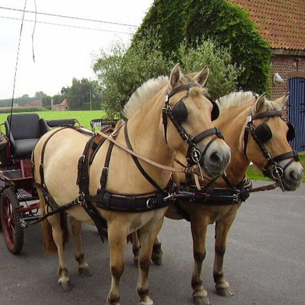 Arnés webtec IDEAL EQUESTRIAN
