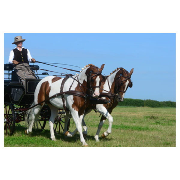 Arnés Leatec pareja IDEAL EQUESTRIAN