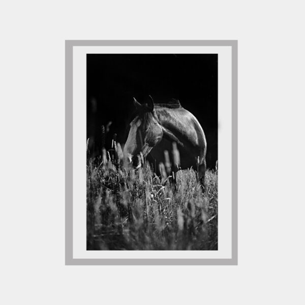 Cuadro fotografía en blanco y negro "Caballo"