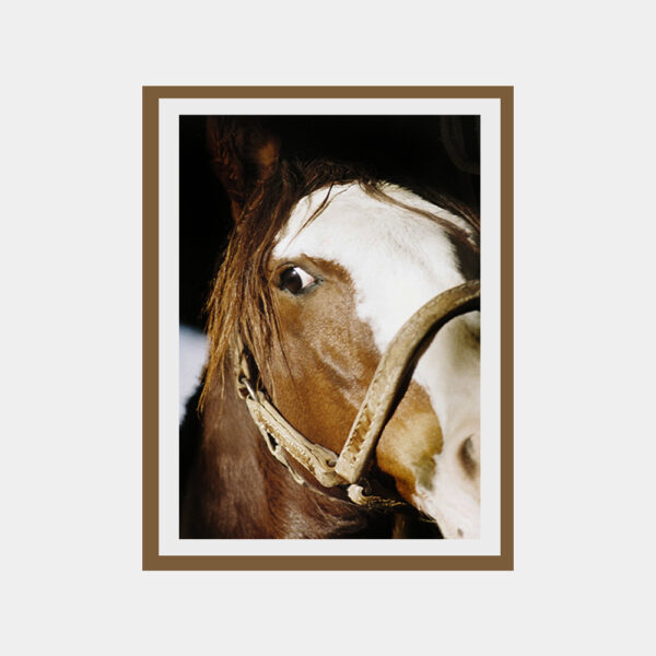 Cuadro fotografía a color "Caballo"