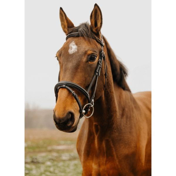 Cabezada club easy negra NORTON