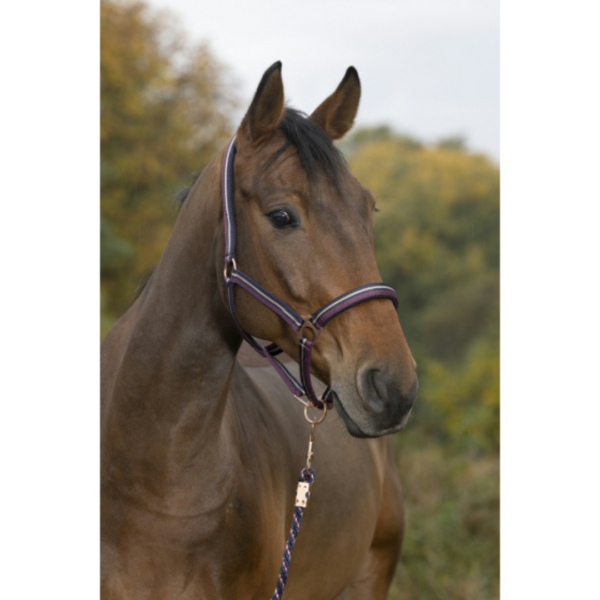 Jáquima +tirador brillante ciruela/navy NORTON