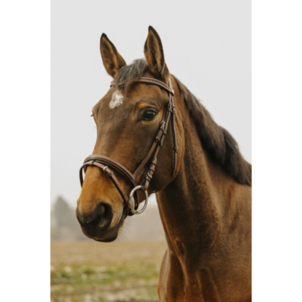 Cabezada strass v café full NORTON